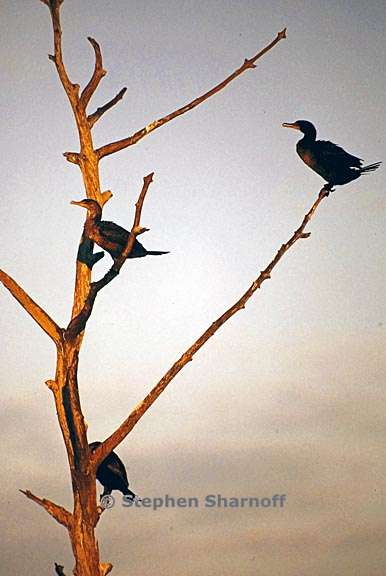 birds on bare tree graphic